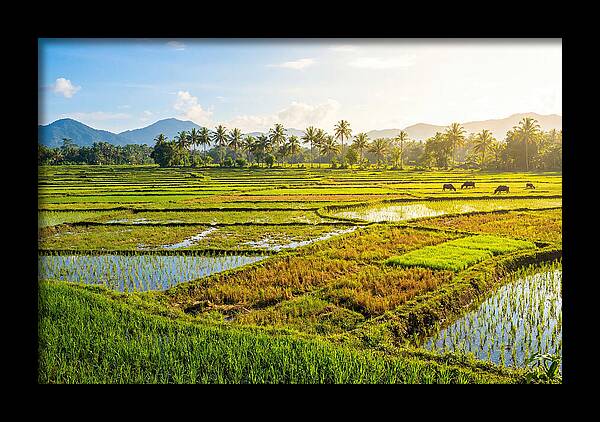 Tropical Serenity In Rice Fields