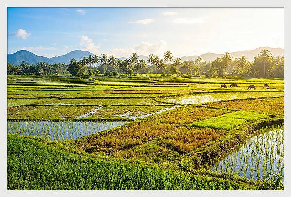 Tropical Serenity In Rice Fields