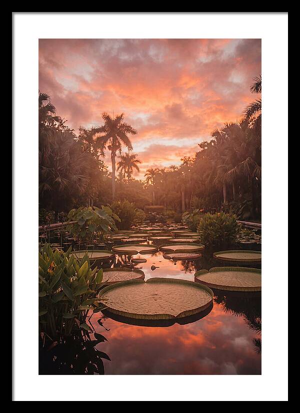 Tropical Water Garden Serenity
