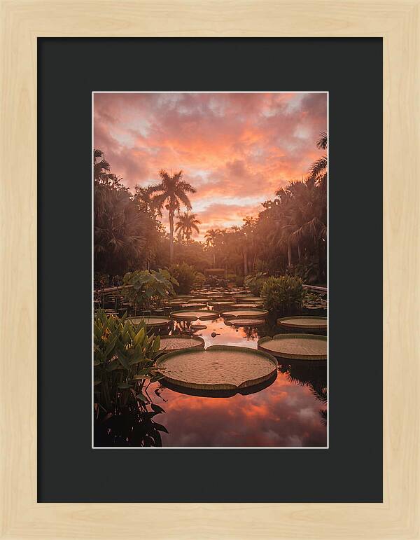Tropical Water Garden Serenity