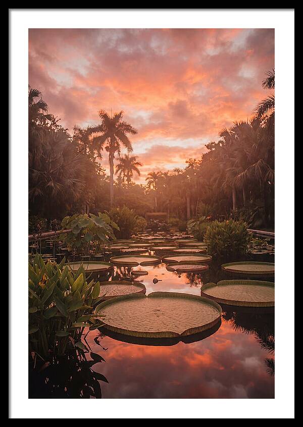 Tropical Water Garden Serenity