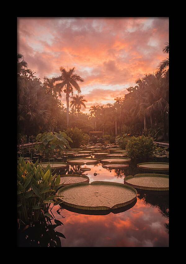 Tropical Water Garden Serenity