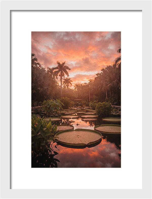 Tropical Water Garden Serenity