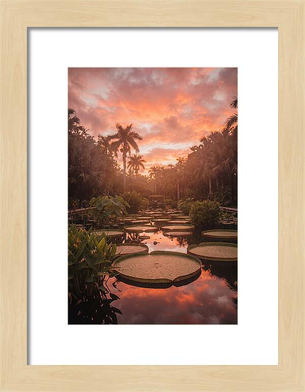 Tropical Water Garden Serenity