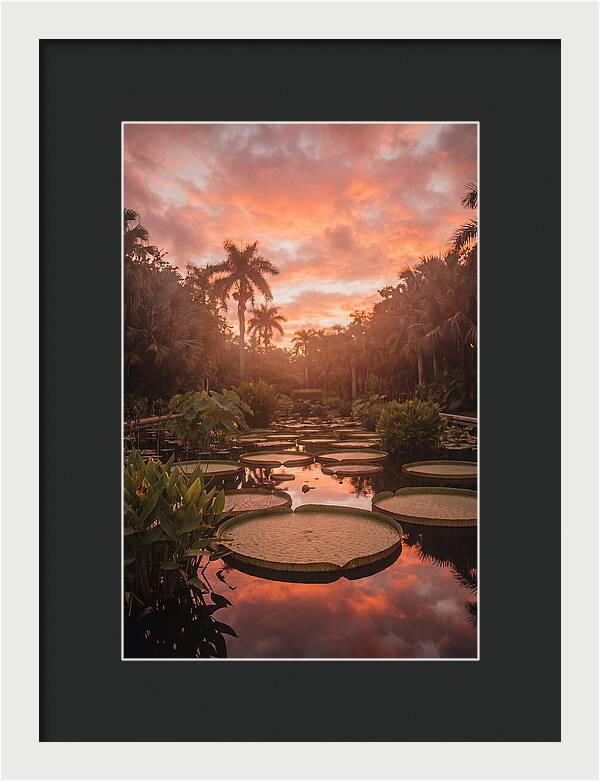 Tropical Water Garden Serenity