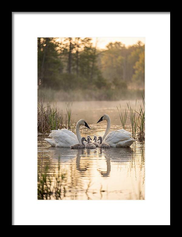 Trumpeter Swan Family