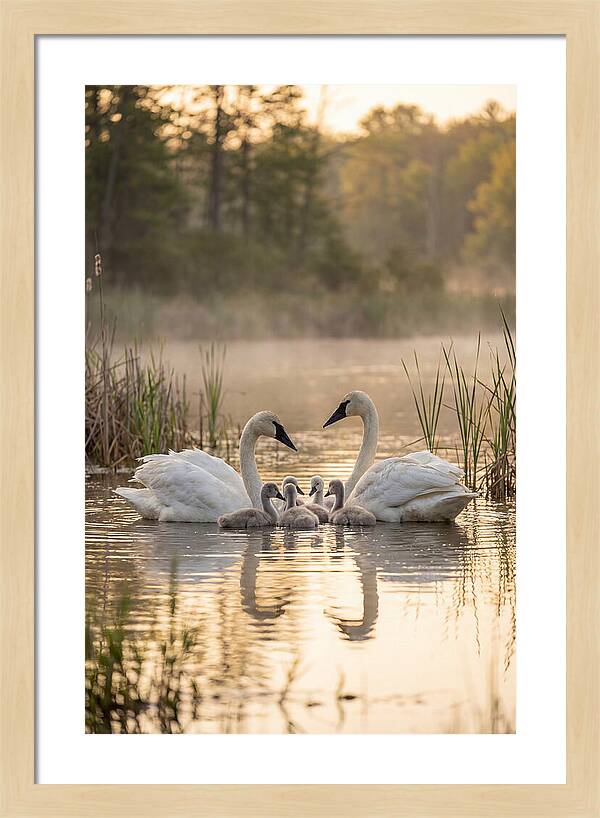 Trumpeter Swan Family