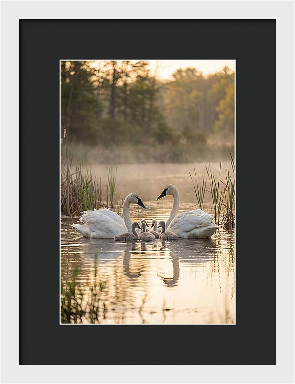 Trumpeter Swan Family