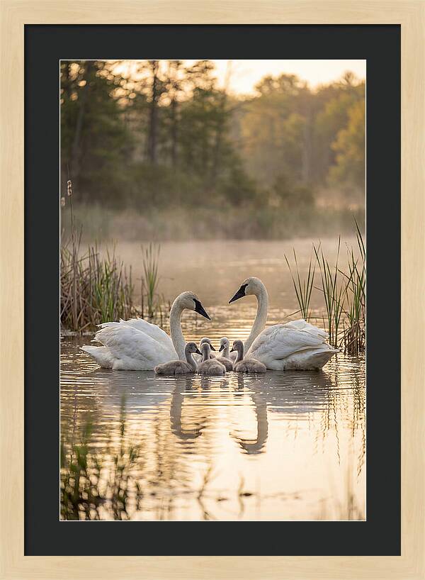 Trumpeter Swan Family