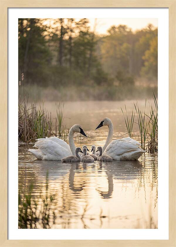 Trumpeter Swan Family