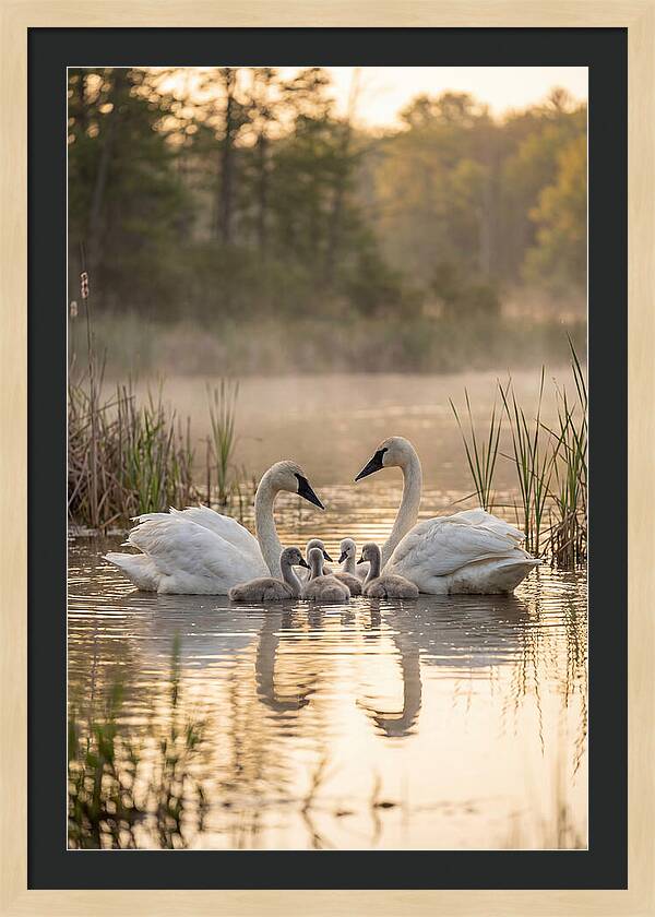 Trumpeter Swan Family