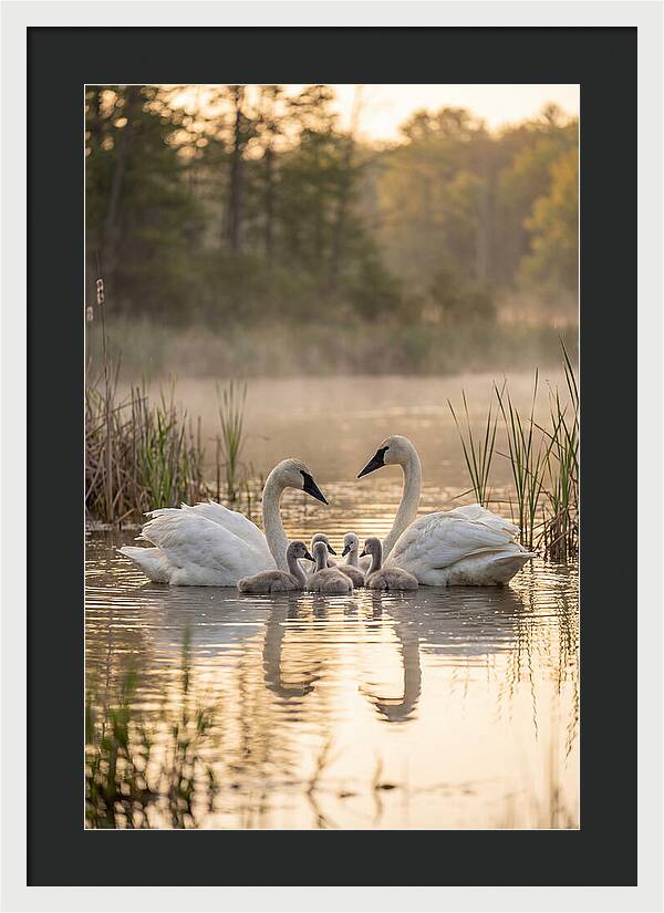 Trumpeter Swan Family