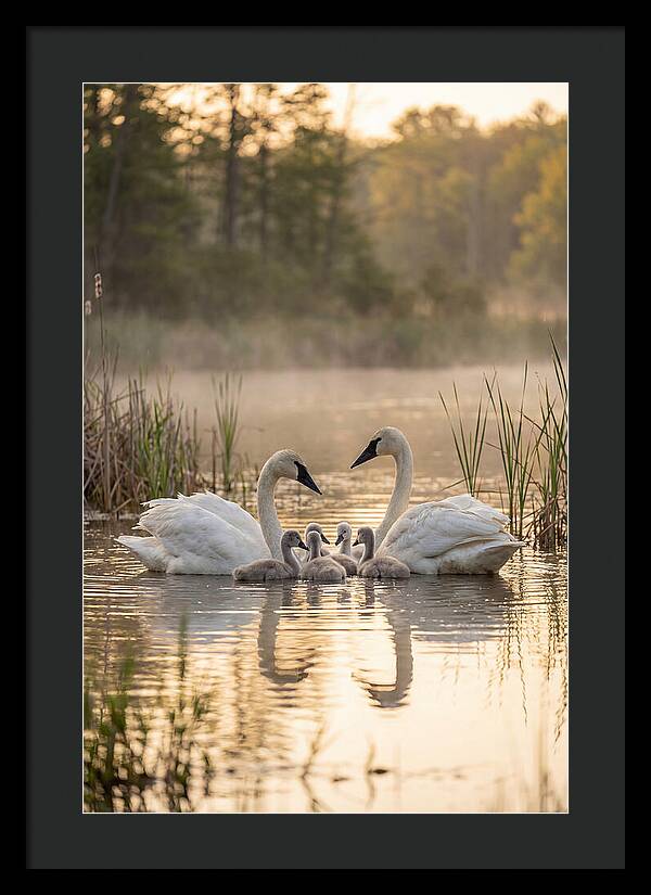 Trumpeter Swan Family
