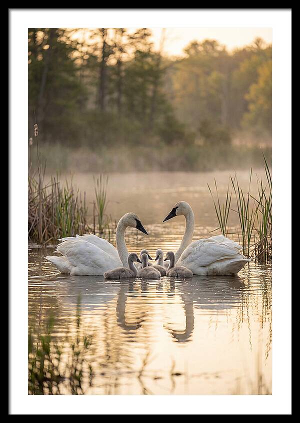 Trumpeter Swan Family
