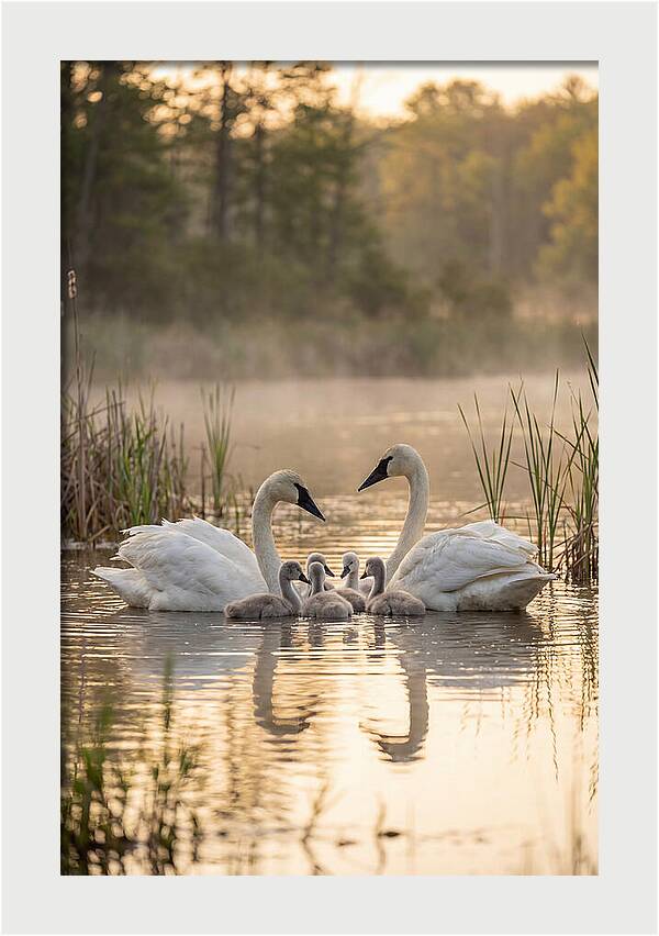 Trumpeter Swan Family