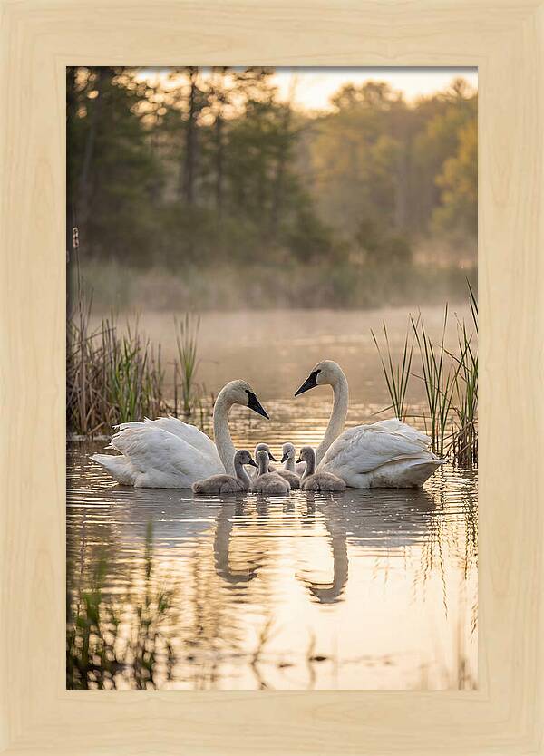 Trumpeter Swan Family