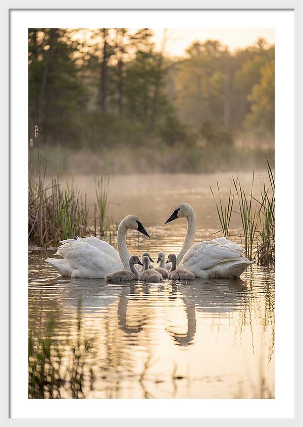 Trumpeter Swan Family