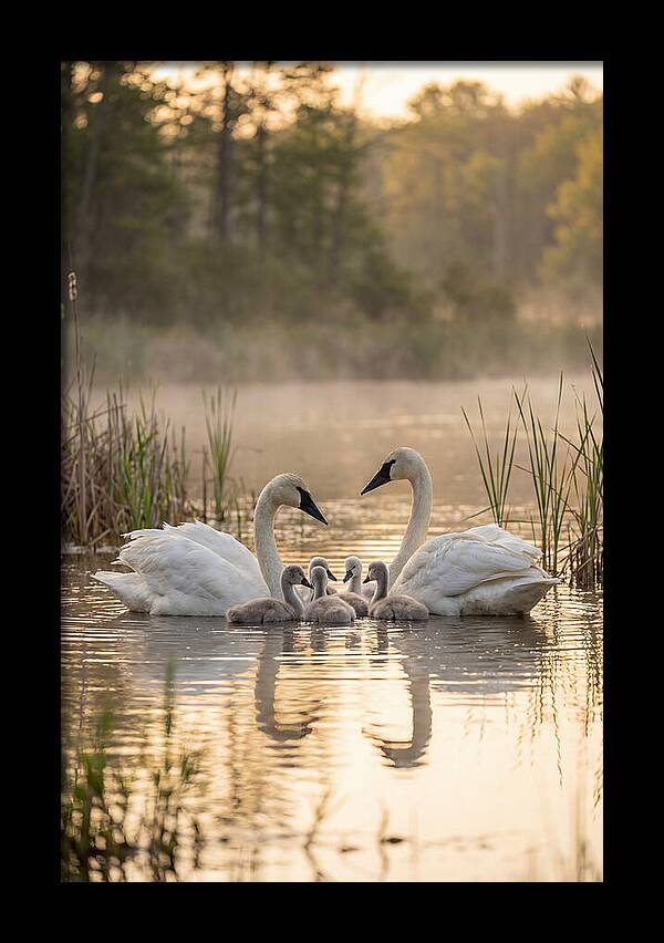 Trumpeter Swan Family