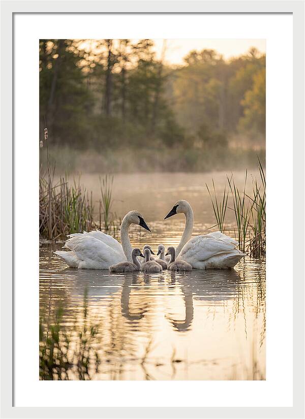 Trumpeter Swan Family