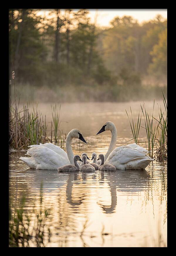 Trumpeter Swan Family