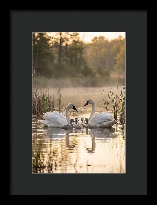 Trumpeter Swan Family