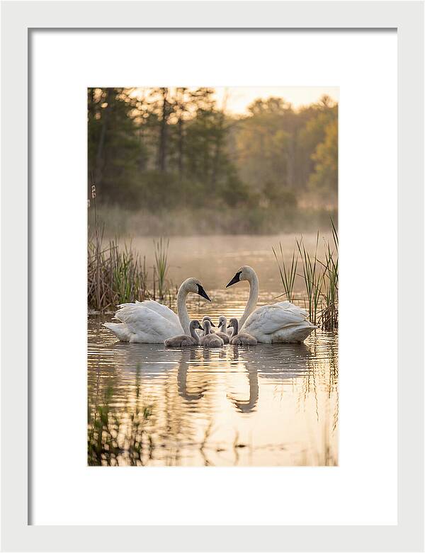 Trumpeter Swan Family