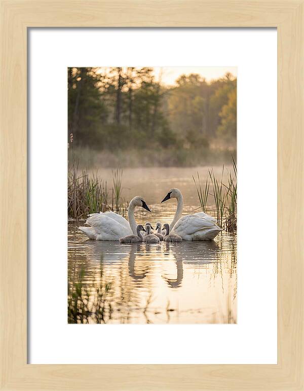 Trumpeter Swan Family