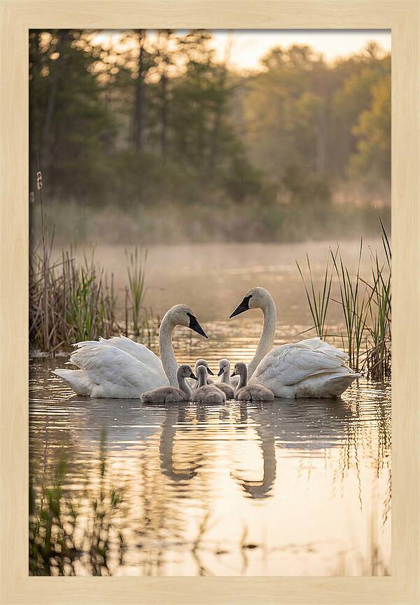 Trumpeter Swan Family