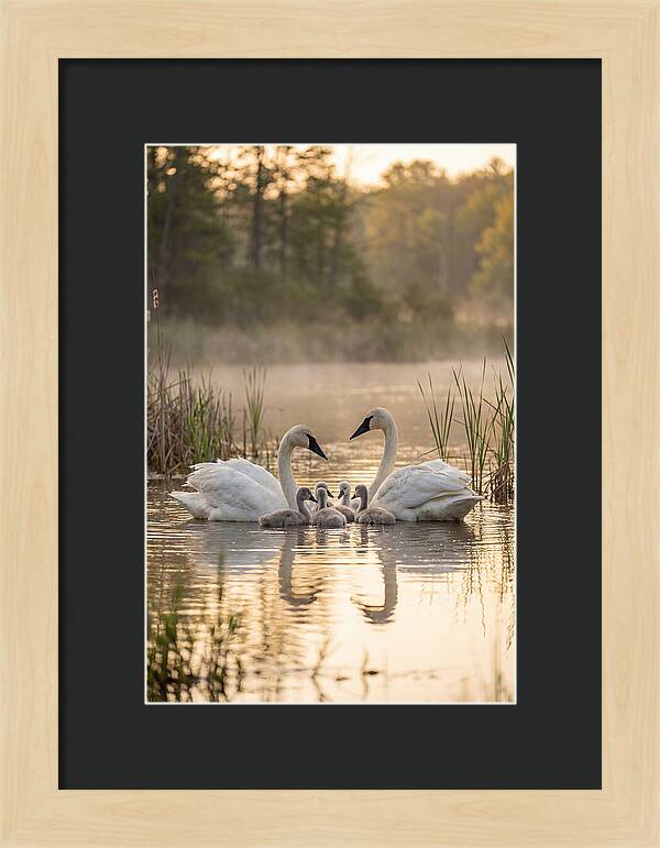 Trumpeter Swan Family