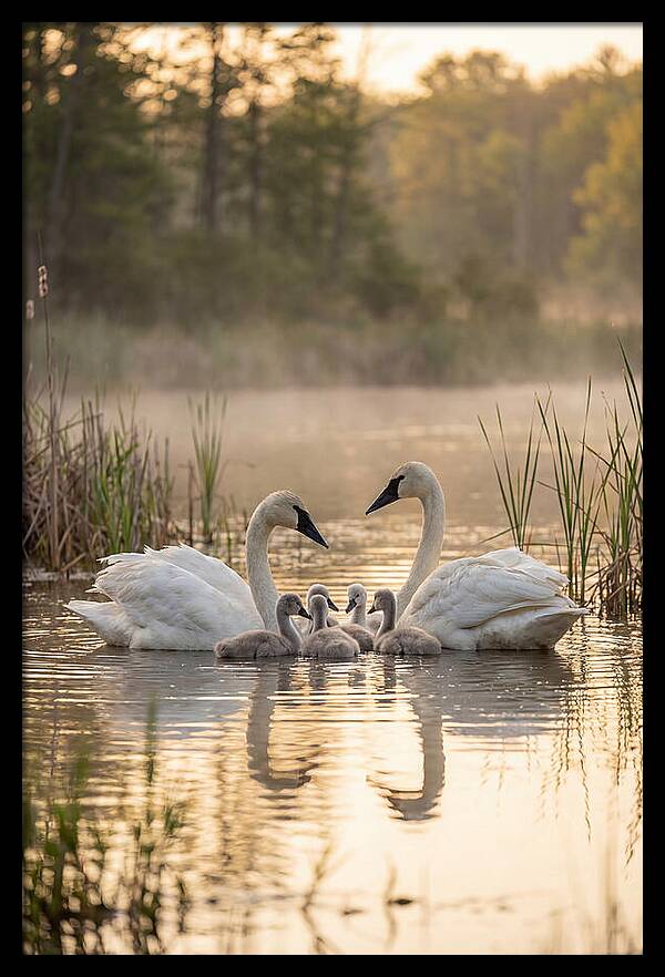 Trumpeter Swan Family