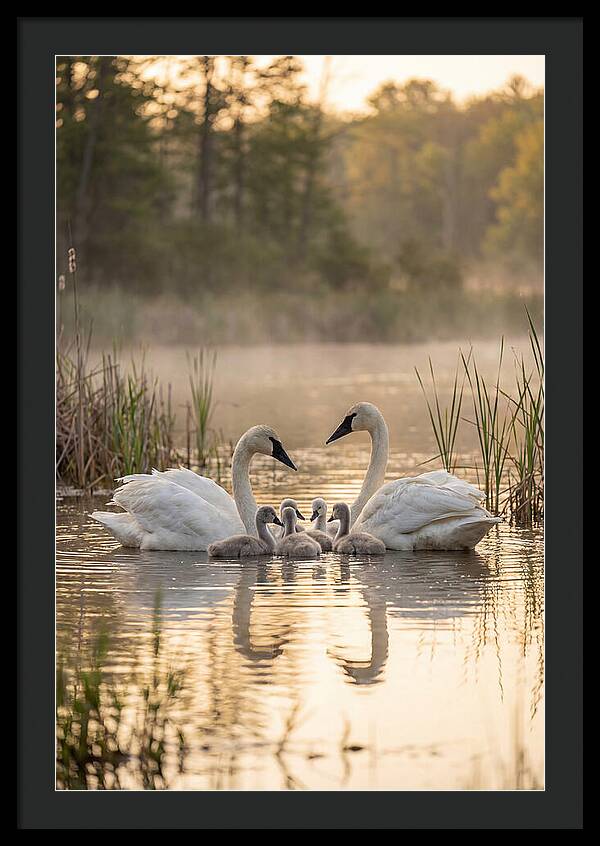Trumpeter Swan Family