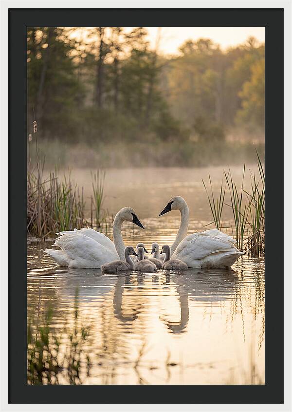 Trumpeter Swan Family