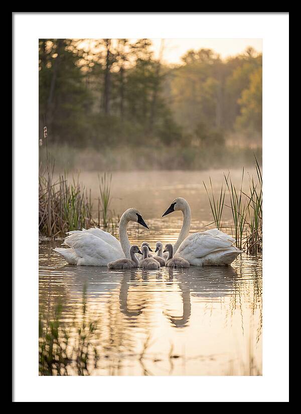 Trumpeter Swan Family