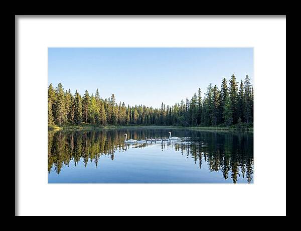 Trumpeter Swan Family Serenity
