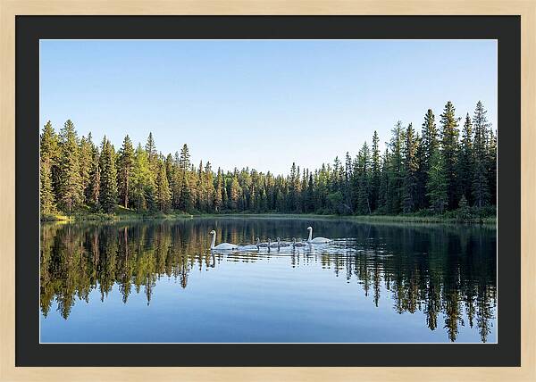 Trumpeter Swan Family Serenity