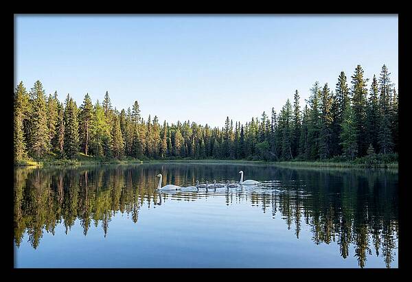 Trumpeter Swan Family Serenity