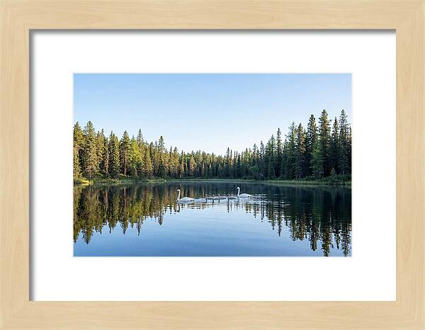 Trumpeter Swan Family Serenity
