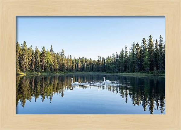 Trumpeter Swan Family Serenity