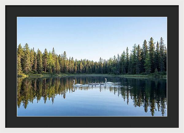 Trumpeter Swan Family Serenity