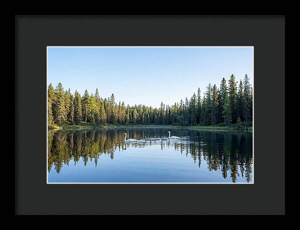 Trumpeter Swan Family Serenity