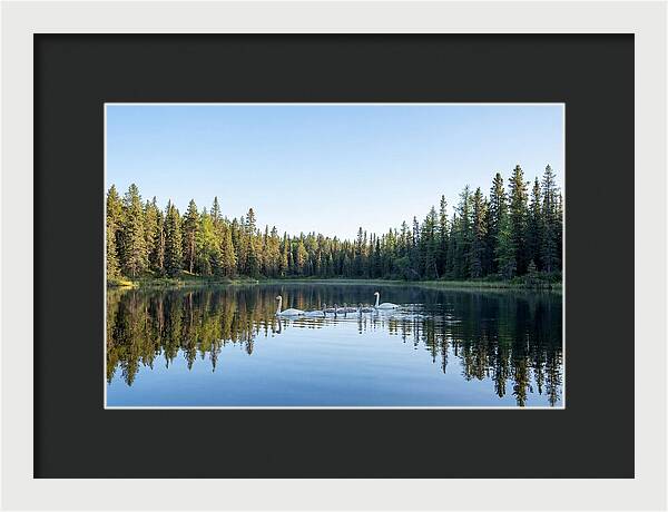 Trumpeter Swan Family Serenity