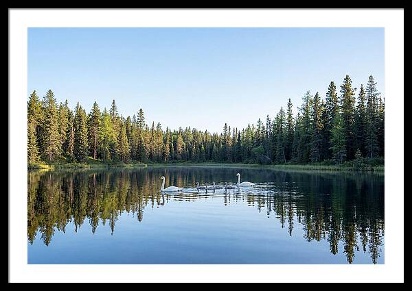 Trumpeter Swan Family Serenity
