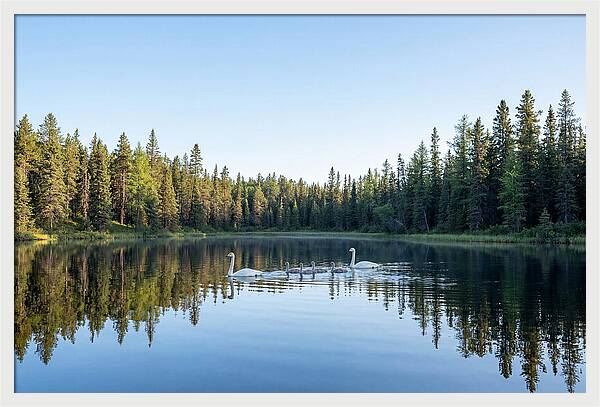 Trumpeter Swan Family Serenity