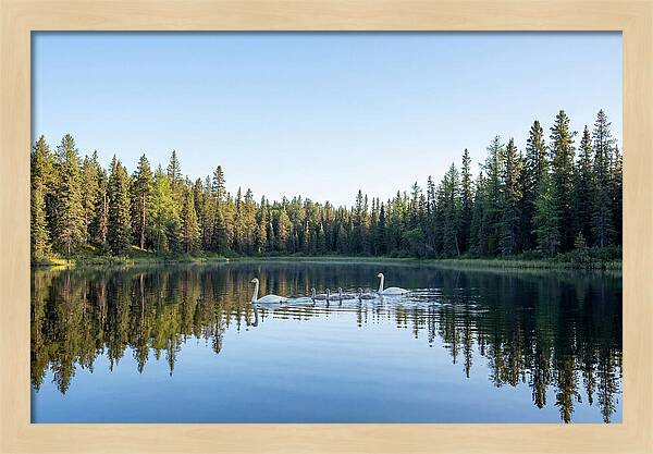 Trumpeter Swan Family Serenity