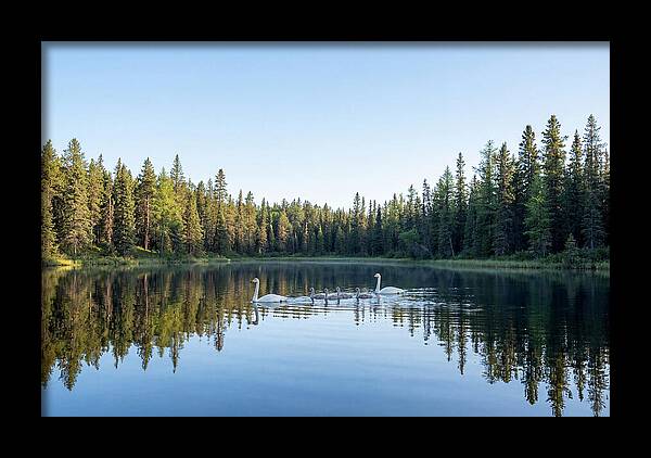 Trumpeter Swan Family Serenity