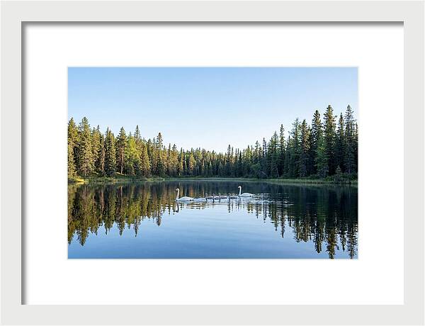 Trumpeter Swan Family Serenity