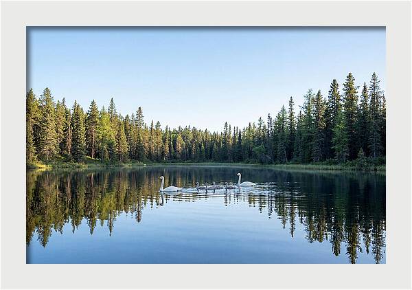 Trumpeter Swan Family Serenity