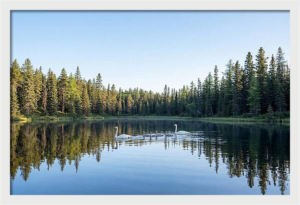 Trumpeter Swan Family Serenity