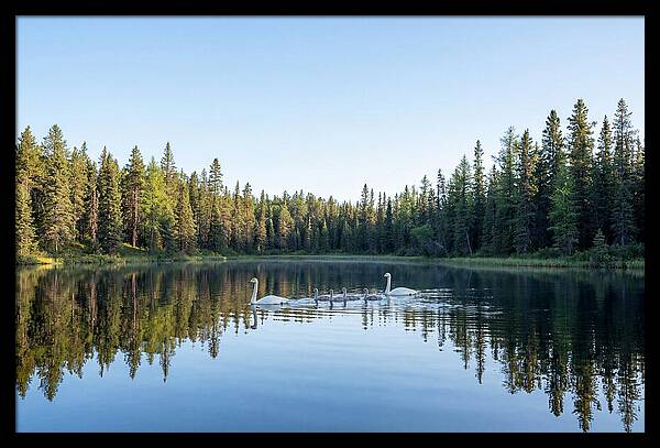 Trumpeter Swan Family Serenity