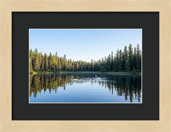 Trumpeter Swan Family Serenity